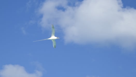 Longtail bird in Bermuda