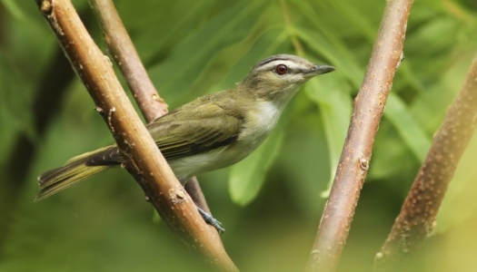 Red eyed vireo