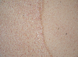 Pink Sand Bermuda