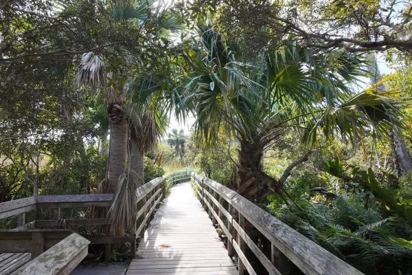 The tree-lined boardwalk through Paget Marsh nature preserve in Bermuda