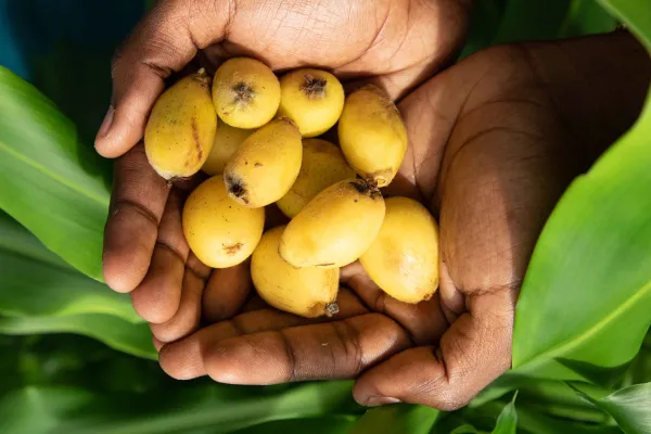 Two cupped hands filled with loquat
