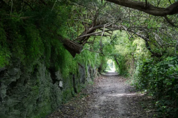 Trees arch over the scenic Railway Trail