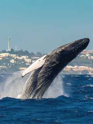 whale breaching