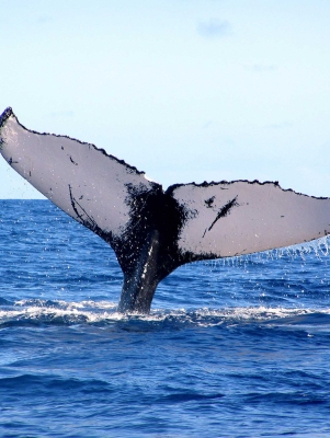 A whale fluke spotted off the coast of Bermuda