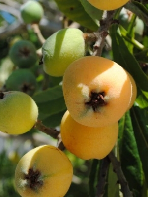 loquats on tree