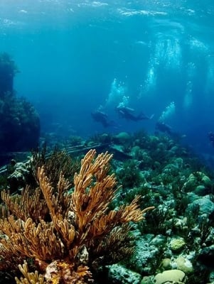 group of people snorkelling