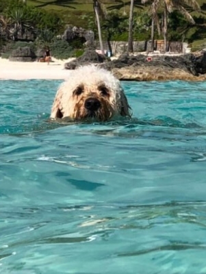 dog swimming in beach