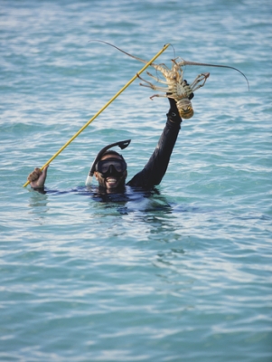 A spear fisher in the water holding up a spiny lobster