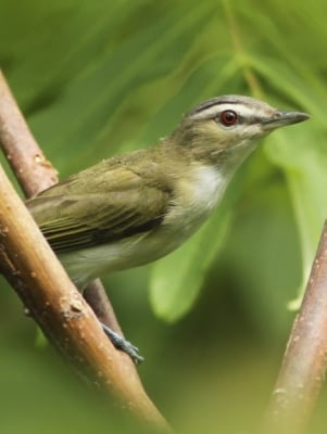 Red eyed vireo