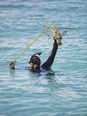 A man fishing for spiny lobster in Bermuda.