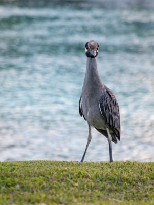 The heron in Bermuda