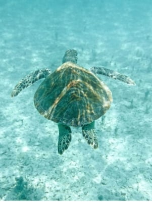 A close up of a sea turtle underwater.