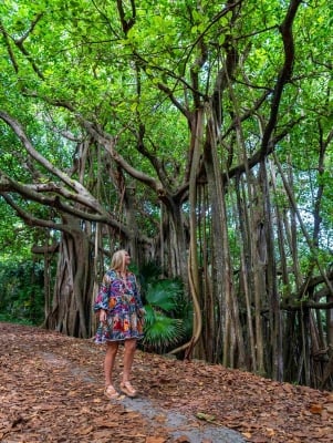 A woman is walking under banyan trees.