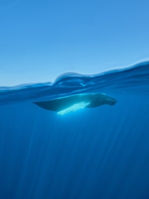 A whale is swimming in the water.