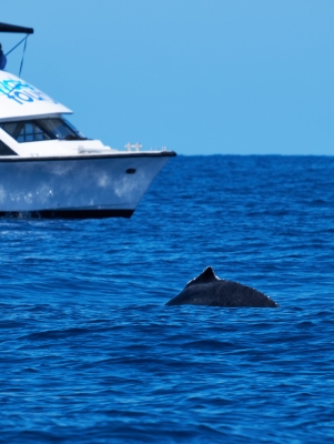 Whale by Boat