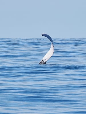 Whale waving.