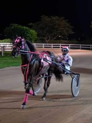 Driving Horse & Pony Club of Bermuda – Harness Pony Racing