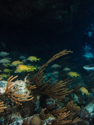 Dive Bermuda at Fairmont Southampton – Dive Bermuda