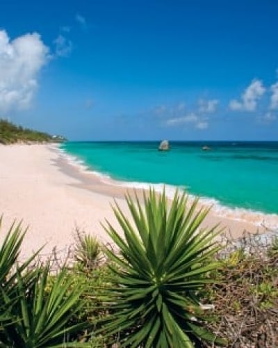 Palms along a white sand beach with turquoise waters 