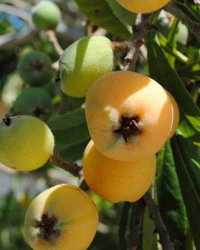 loquats on tree