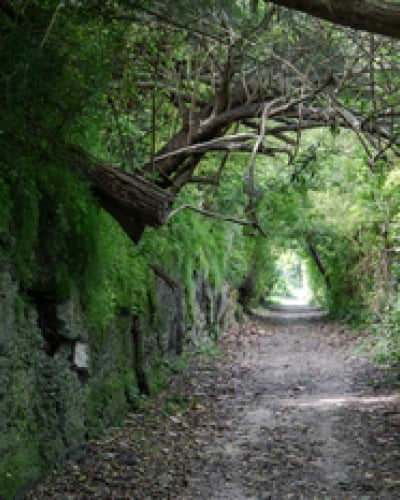 Trees arch over the scenic Railway Trail