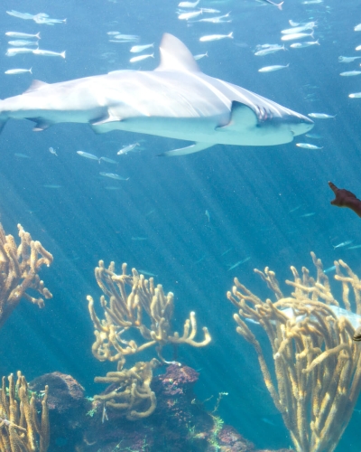 Child pointing at a shark