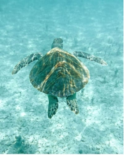 A close up of a sea turtle underwater.