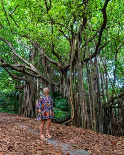 A woman is walking under banyan trees.