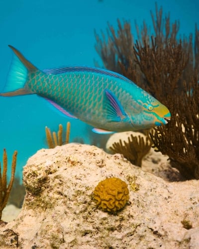 A close up of a Bermuda Parrotfish.