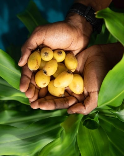 A hand is holding ripe locally grown loquats.