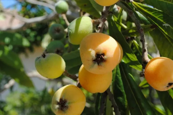 Fruit growing on a tree in Bermuda
