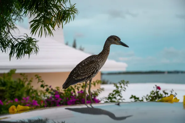 A bird perched outside at a Bermudian resort