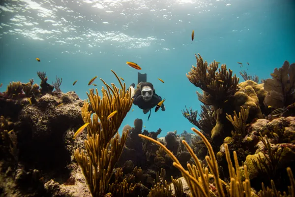 A person in full snorkelling gear swims near a reef in Bermuda during Dive Month