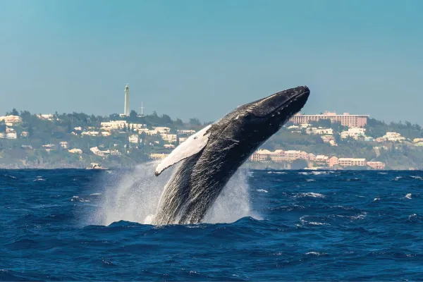 A whale breaching in Bermudian waters