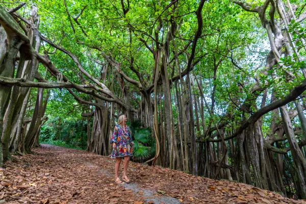 A woman walks along a section of the Railway Trail lined with banyan trees