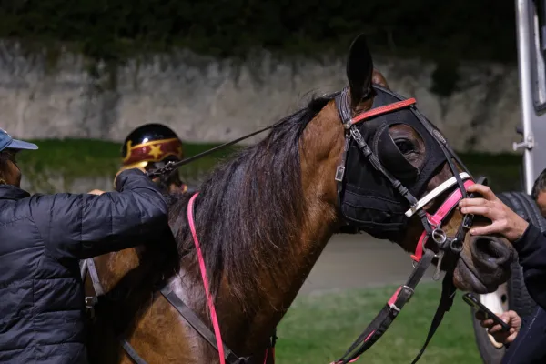 A close up of a horse 