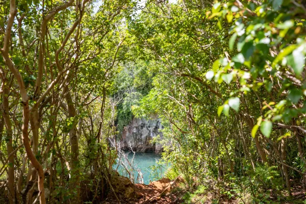 Trail view of Tom Moore's Jungle with blue hole.