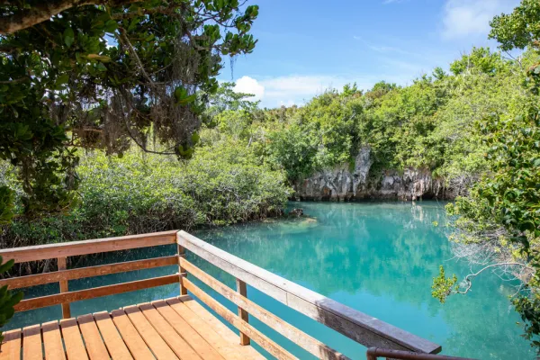 A view of Tom Moores Jungle with a viewing deck overlooking lush greenery and a blue seapool.
