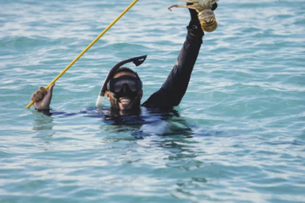 A spear fisher in the water holding up a spiny lobster