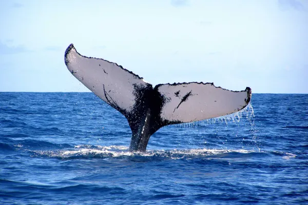 A whale fluke spotted off the coast of Bermuda