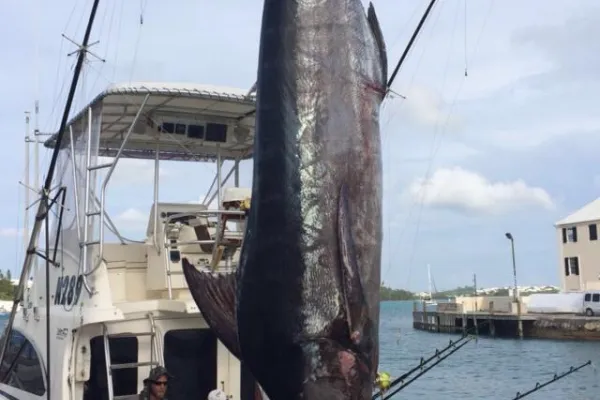 Atlantic Spray Charters – Fish