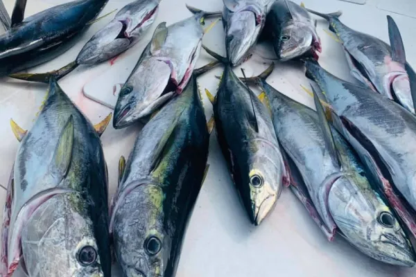 Sea Wolfe Sportfishing – Tuna Anyone?!