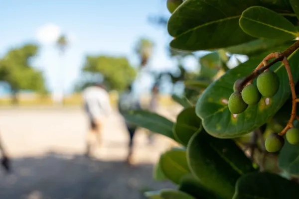 Wild Herbs N Plants of Bermuda – Wild Plants