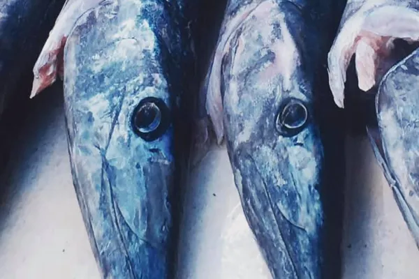 Sea Wolfe Sportfishing – Wahoo!