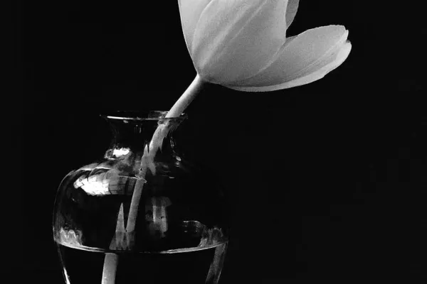 Drawing Course: Dramatic Still Life