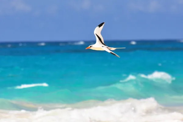 Watercolour & Ink Course: Postcards From Bermuda