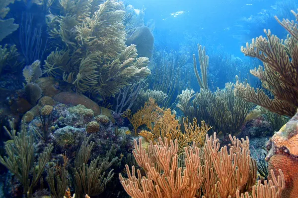 Deep Blue Dive Training Center – Deep Blue Dive