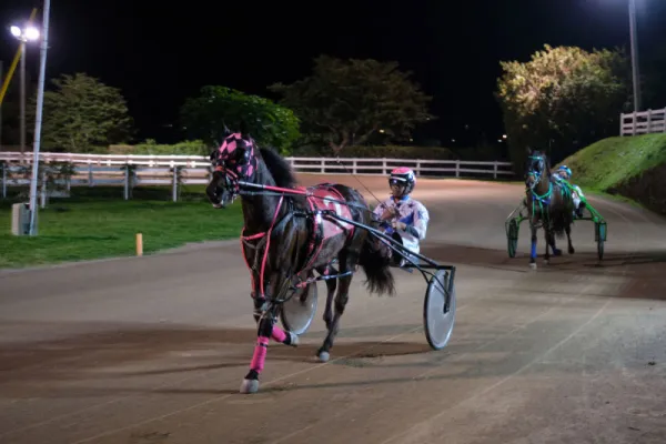 Driving Horse & Pony Club of Bermuda – Harness Pony Racing