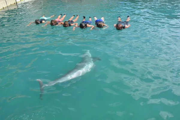 Dolphin Quest Bermuda – A View You Can't Get Anywhere Else