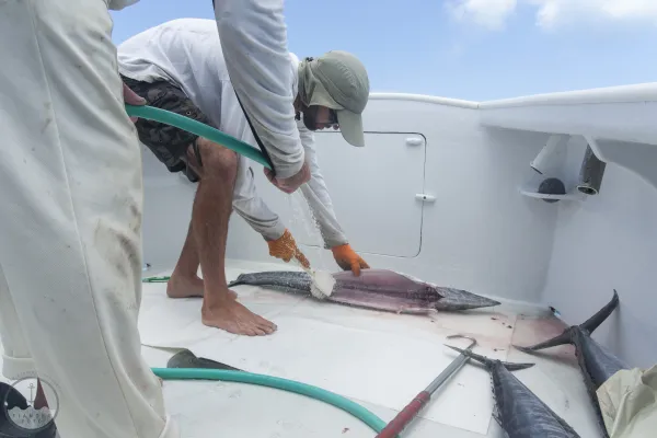 Early Bird Charters – EBC1